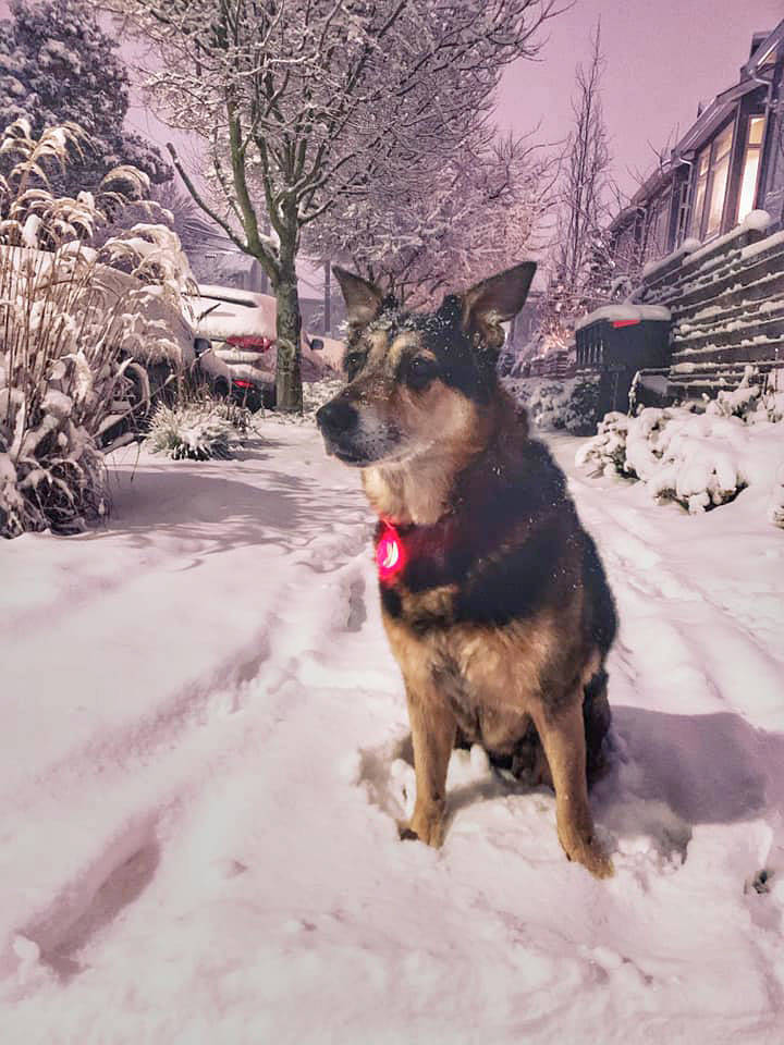 Varo, a 14-year-old German shepherd labrador mix, is pictured Monday on a snowy Fremont street. Photo courtesy of Kristin Byrne
