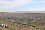 Fruit tree saplings are set in rows in the lower Yakima Valley. They are dependent on irrigation water partially from Kachess Lake, a popular destination for Puget Sound campers. Aaron Kunkler/Staff photo