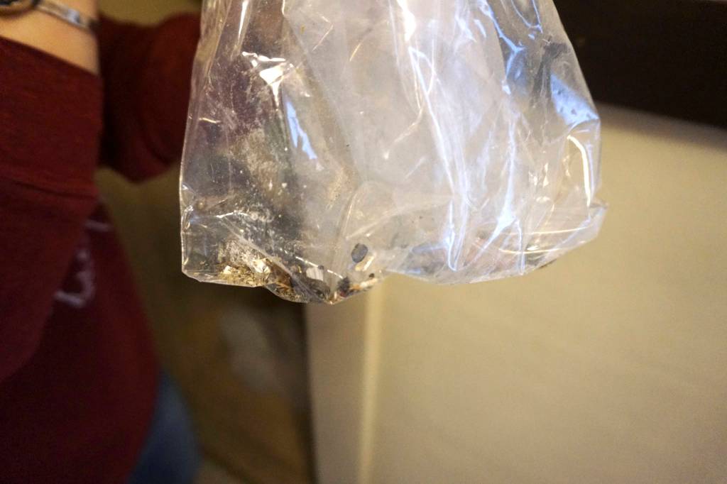 Photo by Melissa Hellmann                                 Christy X has found what she believes to be rodent droppings throughout her apartment.