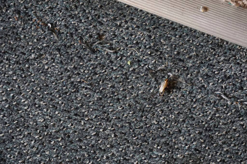 Does Mary’s Place Work With Known Slum Landlords?