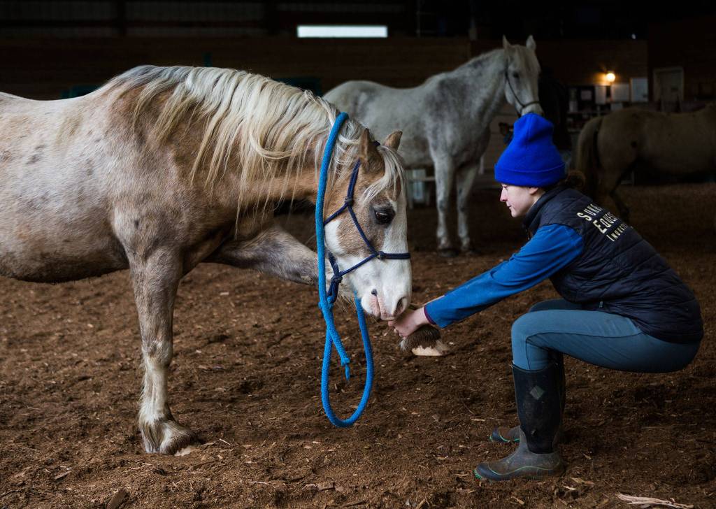 Aubrey Adler, right, stretches out Bree during a yoga for horses class Sunday, April 14 at Cedarbrook Veterinary Carein Snohomish. (Olivia Vanni / The Herald)
