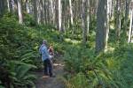 Walkers rest amid the trees at Island Center Forest on Vashon Island, which is part of King County. Many trees around Western Washington are struggling, including Western hemlock on Vashon, likely from drought stress. Photo by Susie Fitzhugh