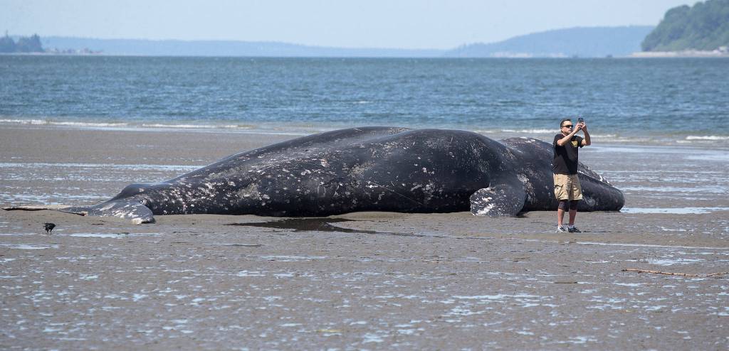 Michael Major, of Stanwood, takes a photo on Monday with a 43-foot dead gray whale that washed ashore Sunday near Harborview Park in Everett. (Andy Bronson / The Herald)