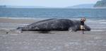 Michael Major, of Stanwood, takes a photo on Monday with a 43-foot dead gray whale that washed ashore Sunday near Harborview Park in Everett. (Andy Bronson / The Herald)
