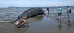 Elizabeth Humphrey assists Brian Ritchhart (third from right) as he measures a dead gray whale on Monday that washed ashore near Harborview Park on Sunday in Everett. It was the 13th gray whale to wash ashore in Washington this year. (Julia-Grace Sanders / The Herald)