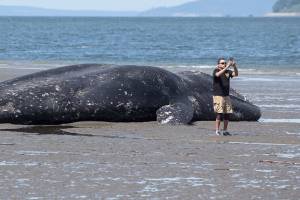 Dead whale on Everett beach to be towed to Camano Island