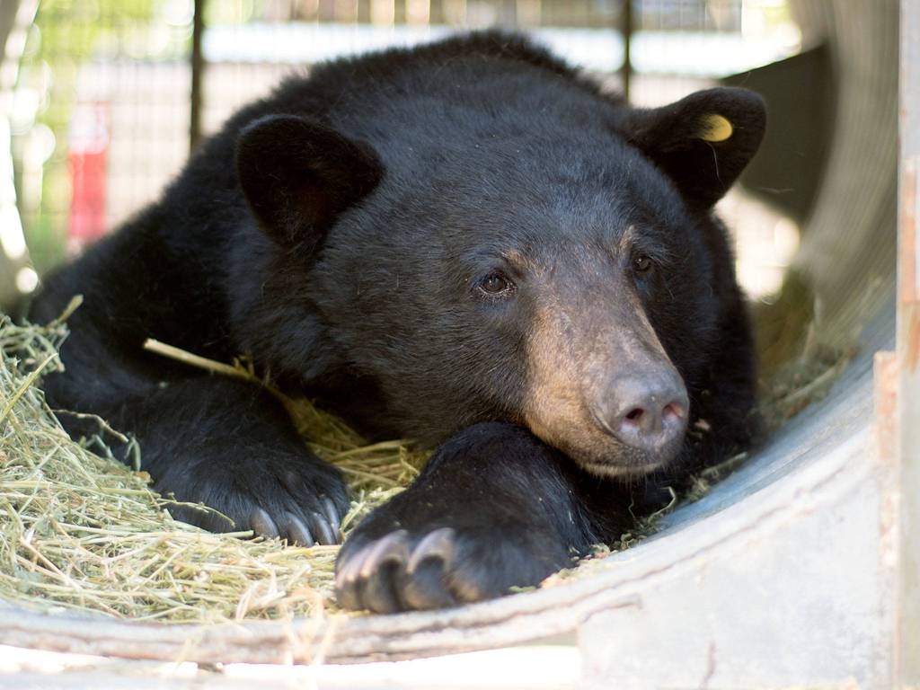 Inside a culvert trap, a black bear nicknamed Black Pearl waits for her release into a meadow in the Cascade Mountains on Tuesday. (PAWS)