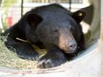 Inside a culvert trap, a black bear nicknamed Black Pearl waits for her release into a meadow in the Cascade Mountains on Tuesday. (PAWS)