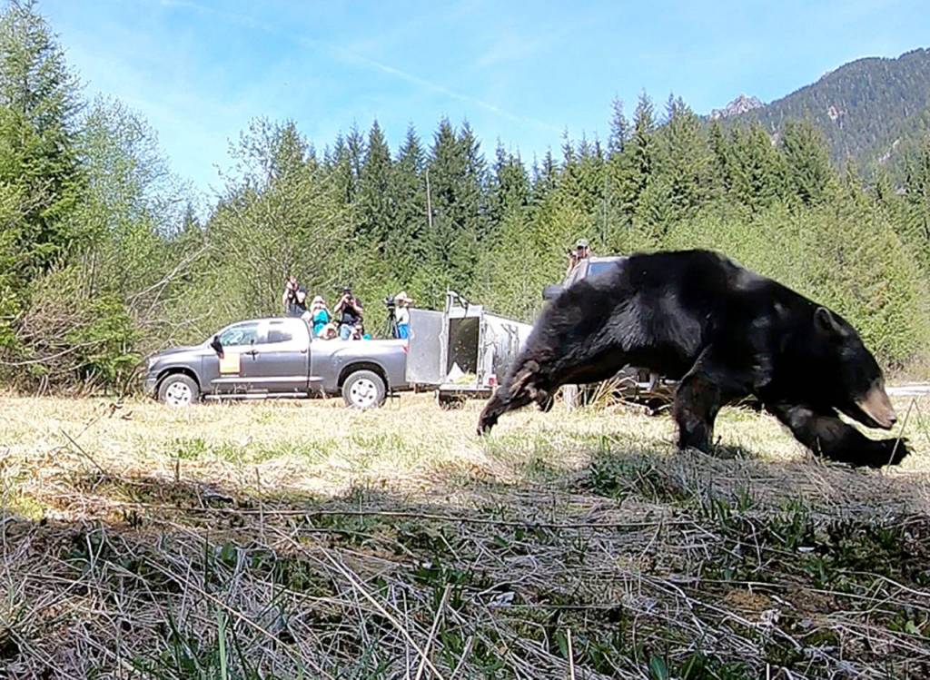 Image from video of a black bears release in the Cascade Mountains on Tuesday. (PAWS)