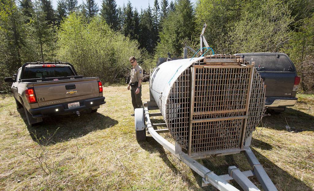 Inside a culvert trap, a bear nicknamed Black Pearl waits for her release into a meadow in the Cascade Mountains as Washington State Fish & Wildlife Officer Nicholas Jorg directs vehicles to create a path to the woods on Tuesday. (Andy Bronson / The Herald)