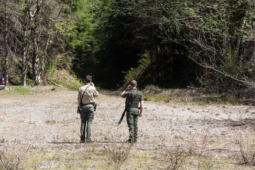 Washington State Fish & Wildlife officers Nicholas Jorg and Jesse Ward wait for dogs to return from chasing Black Pearl into the woods in the Cascade Mountains on Tuesday. (Andy Bronson / The Herald)