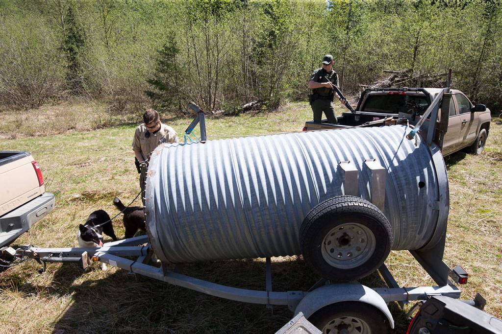Washington State Fish & Wildlife officer Nicholas Jorg directs his Karelian bear dogs named Colter and Freya to bark before releasing Black Pearl into a meadow in the Cascade Mountains on Tuesday. The journey for the bear started at the PAWS Wildlife Center in Lynnwood, where she recuperated from surgery after being hit by a vehicle in Kitsap County. (Andy Bronson / The Herald)