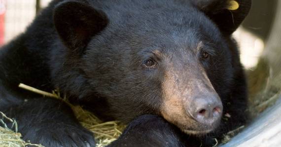 Running wild: Healed from injuries, a bear roams free again