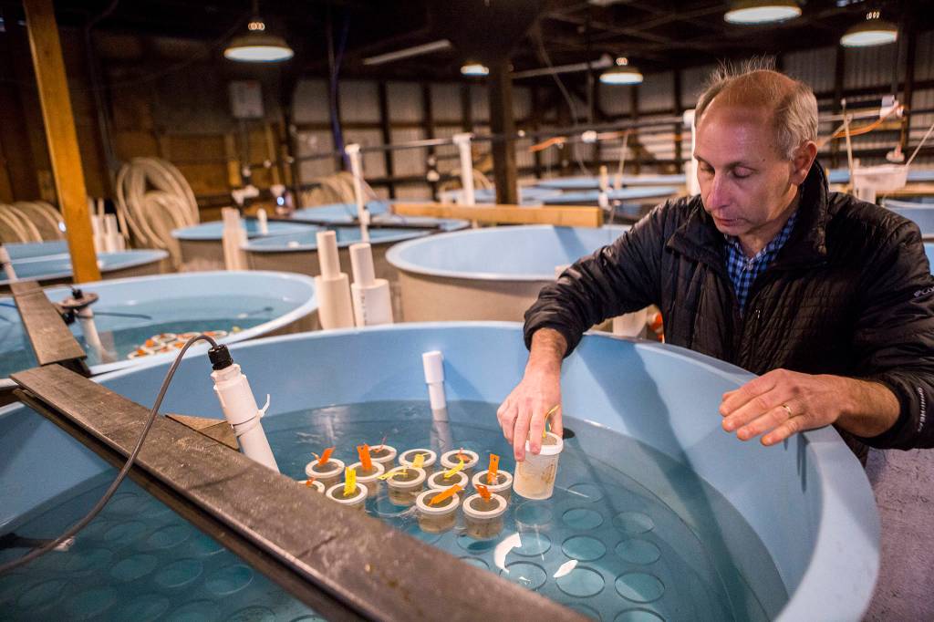 Paul McElhany picks up a container holding some of the labs current Dungeness crab research in one of the outer buildings at Mukilteo Research Station. (Olivia Vanni / The Herald)