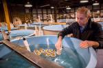 Paul McElhany picks up a container holding some of the labs current Dungeness crab research in one of the outer buildings at Mukilteo Research Station. (Olivia Vanni / The Herald)