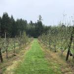 Planted in 2010, Dragons Head Ciders orchard is populated with heirloom apple and perry pear trees (Aaron Swaney)