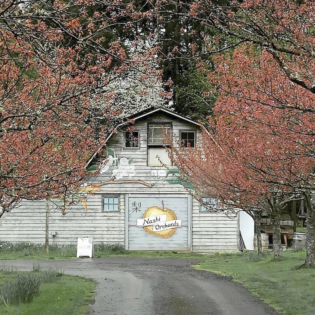 The barn at Nashi Orchards on Vashon Island welcomes visitors. (Aaron Swaney)