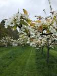Asian pear trees on Nashi Orchards orchard on Vashon Island. (Aaron Swaney)