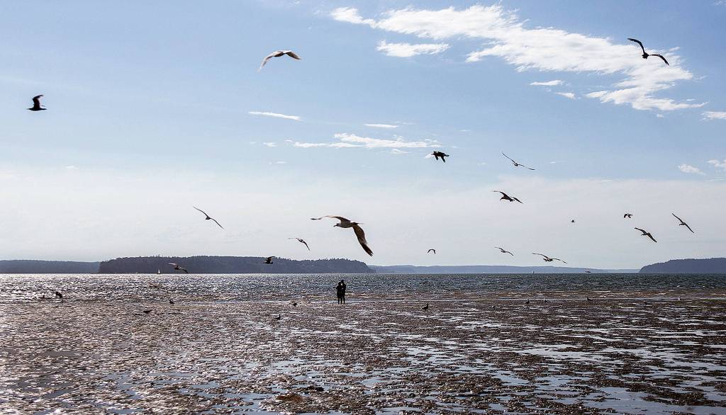 Seagulls fly by Jetty Island in Everett in 2018. Tourism officials say people from Seattle are seeking this kind of solitude when they visit Snohomish County. (Olivia Vanni / Herald file)