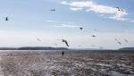 Seagulls fly by Jetty Island in Everett in 2018. Tourism officials say people from Seattle are seeking this kind of solitude when they visit Snohomish County. (Olivia Vanni / Herald file)