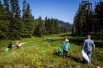 Volunteers comb the hillside for any trash left behind from the ski season at Stevens Pass. (Olivia Vanni / The Herald)