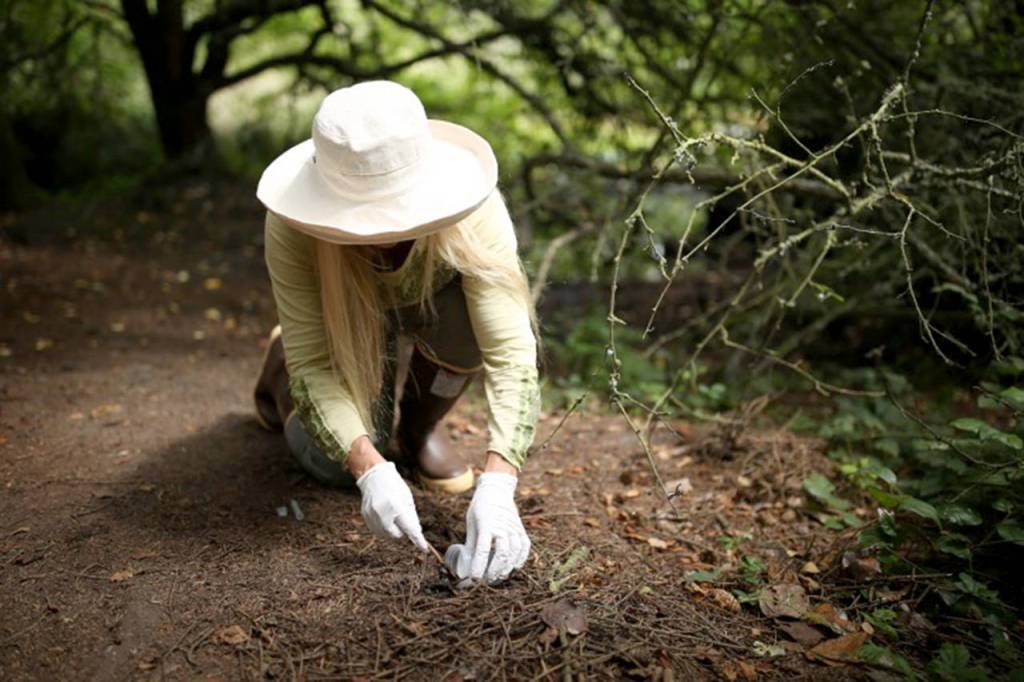 Heide Island collects a sample Aug. 12 at Fort Ebey State Park. (Julia-Grace Sanders / The Herald)