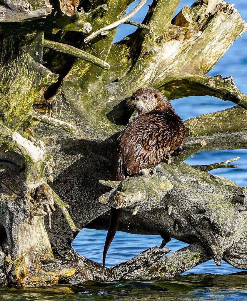 Through studying the otters, researchers learn about pollution in the surrounding watershed. (Heide Island)
