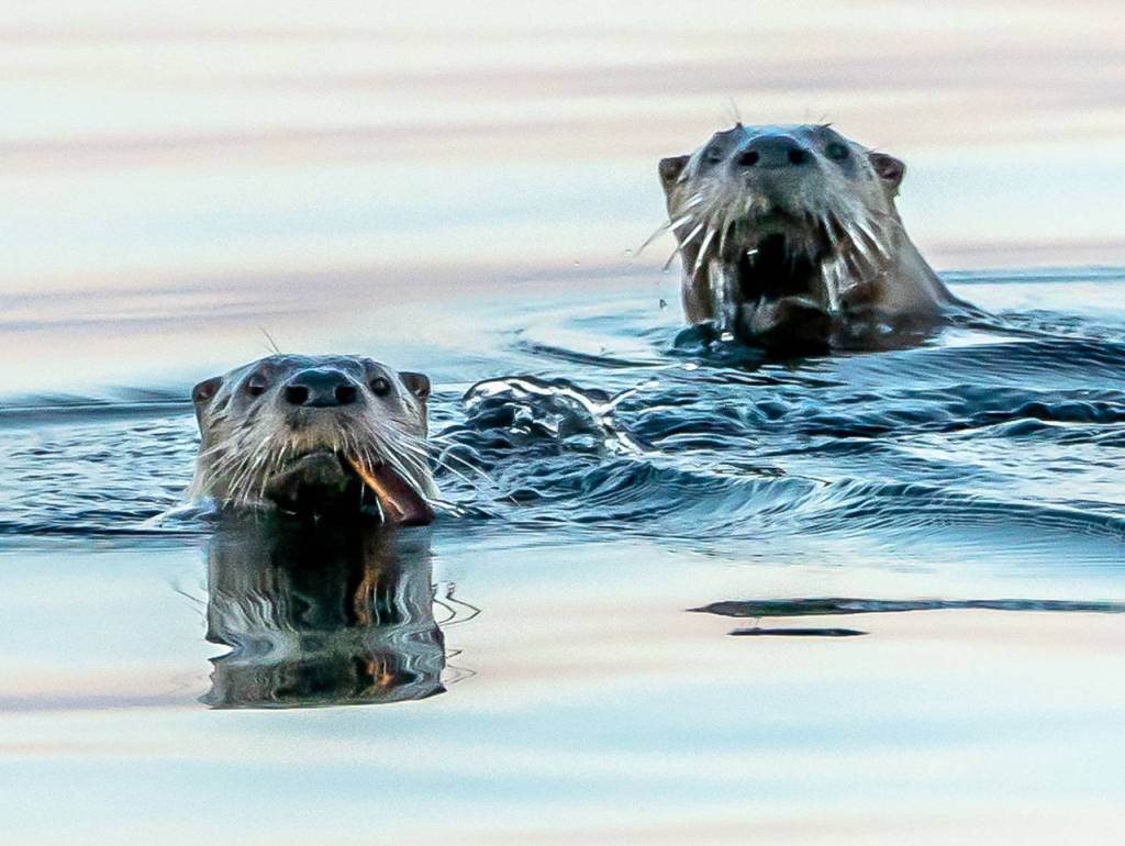 Otters are an ecological canary in the coal mine. (Heide Island)