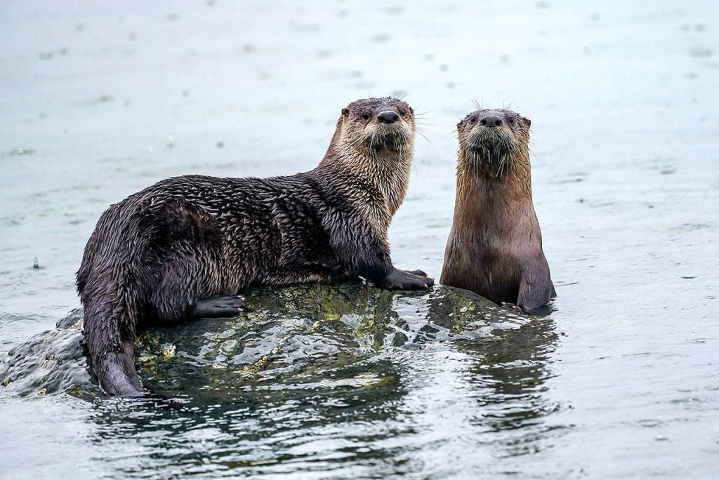 Island followed some 30 otters as they traversed Whidbey Island. (Heide Island)