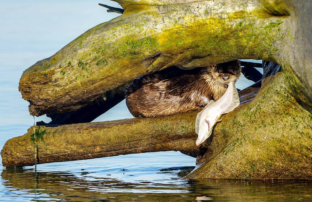 Otters behavior is still somewhat of a mystery to researchers. (Heide Island)