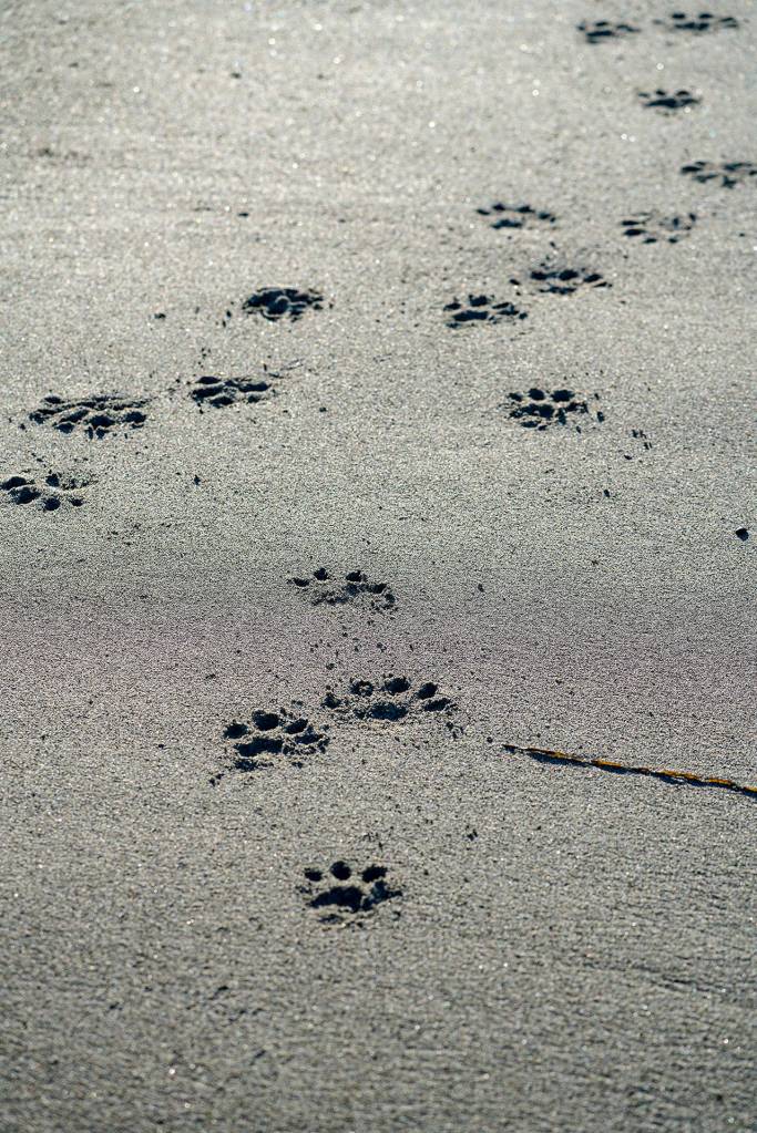 Otters sometimes travel in romps, sometimes alone. (Heide Island)