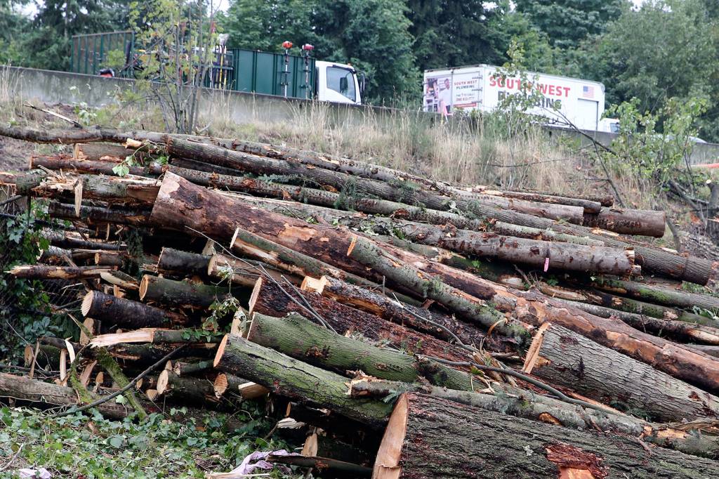 Tree and brush clearing continues in Mountlake Terrace along I-5 in preparation for the light extension to Lynnwood slated to be completed in 2024. (Kevin Clark / The Herald)