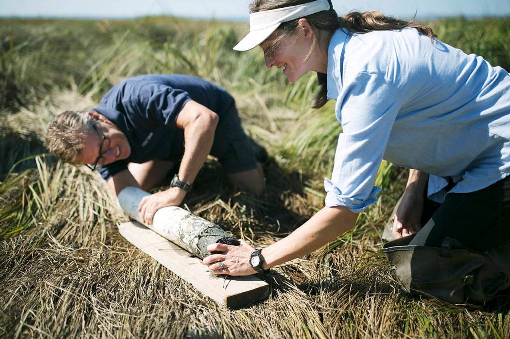 Western Washington University researchers John Rybczyk (left) and Katrina Poppe (right) take a sediment core sample at the Port Susan Bay estuary restoration project site. (Julia-Grace Sanders / The Herald)