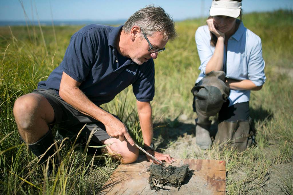 By testing samples of sediment, researchers John Rybczyk (left) and Katrina Poppe (right) can determine how quickly the Port Susan Bay estuary restoration project is gaining elevation and sequestering carbon. (Julia-Grace Sanders / The Herald)