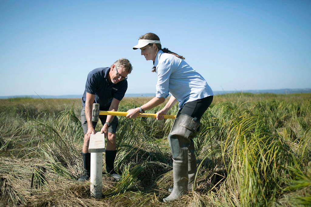 For the past seven years, the Port Susan Bay site has served as a living laboratory for scientists from Western Washington University to study the impacts and benefits of estuarine restoration. (Julia-Grace Sanders / The Herald)