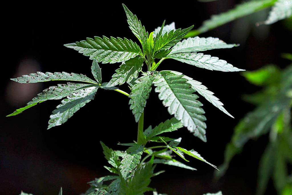 To spur investment, marijuana businesses want rules eased