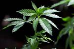 To spur investment, marijuana businesses want rules eased