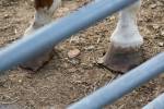 Horse hooves need to be trimmed on a regular basis and is a major task involved with horse management. Improper management of a horses hooves can lead to lameness. Ashley Hiruko/staff photo