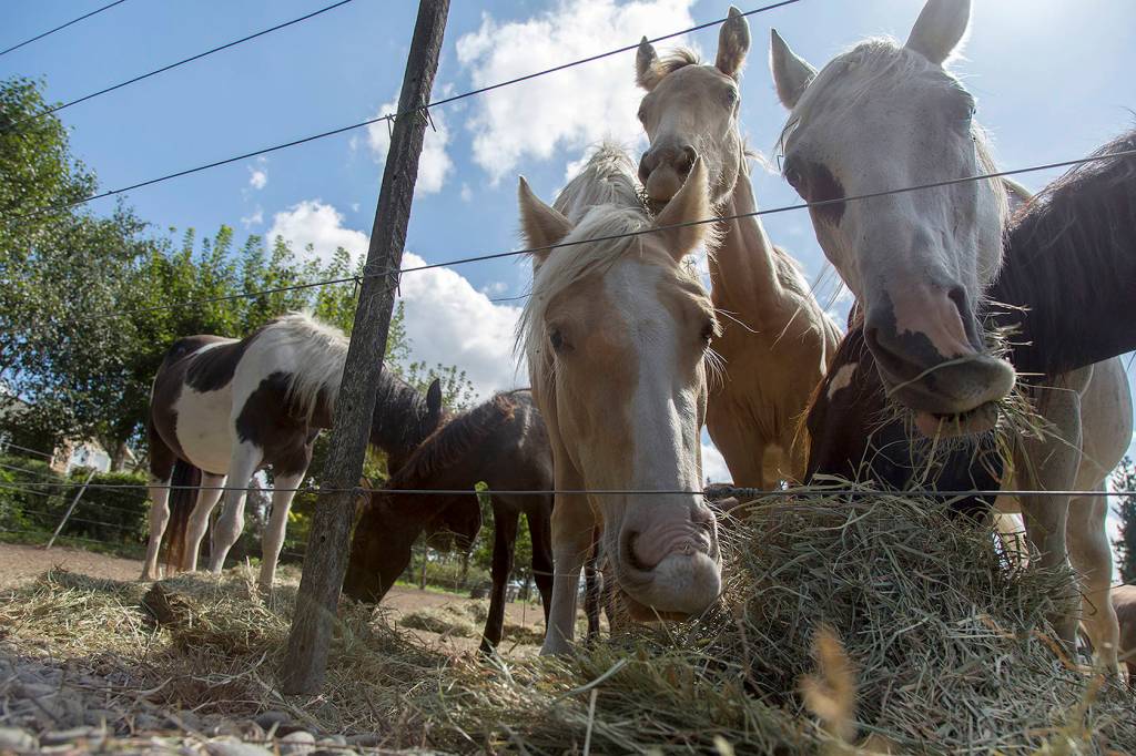 Sharon Hunter, operator of Hunters Wind Wild Horse Rescue, is accused of animal cruelty after purchasing horses, in an attempt to save them from slaughter. Ashley Hiruko/staff photo.