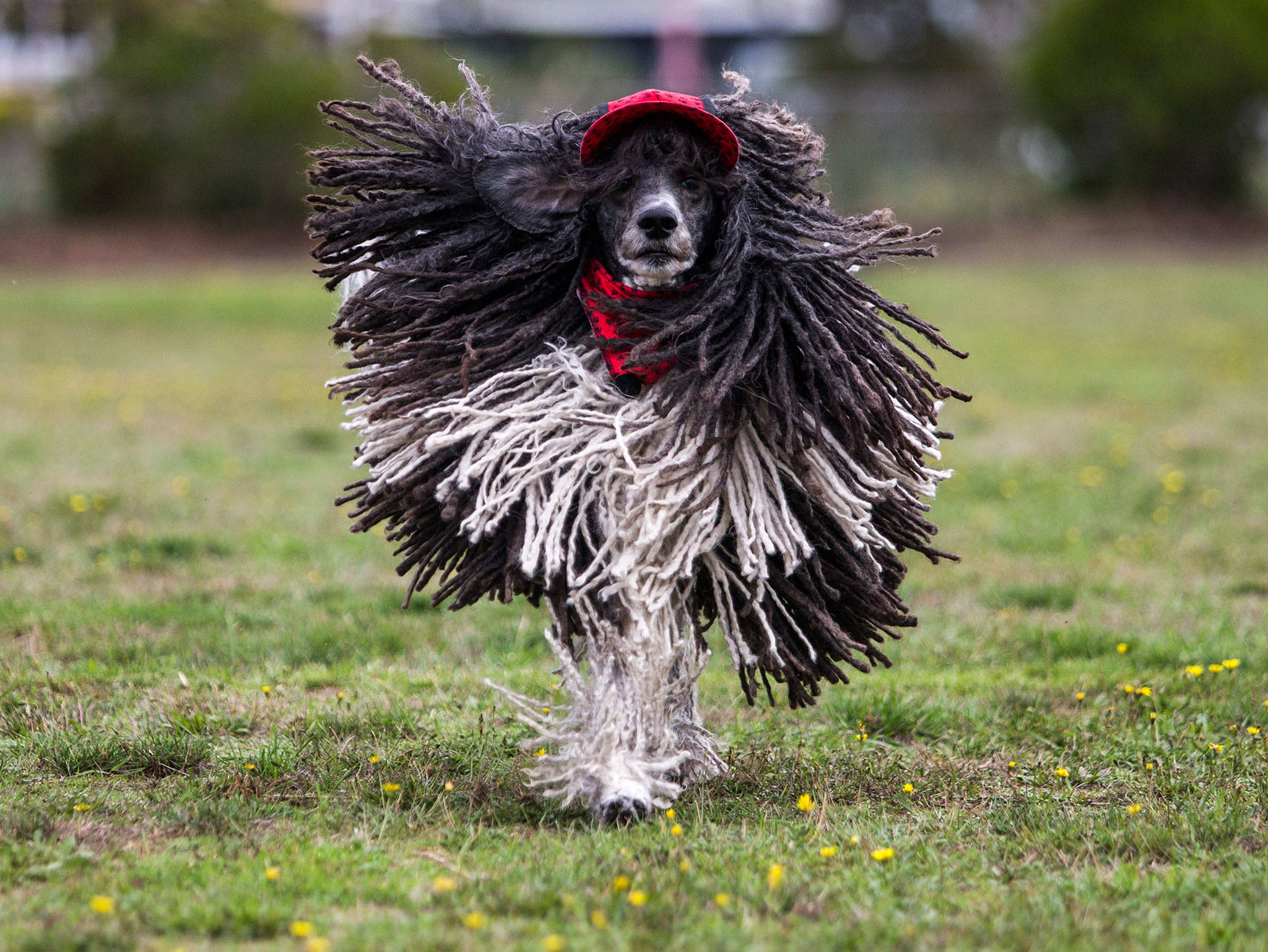 He's a chill dog with dreadlocks — unless Led Zeppelin's playing