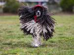 Rielley, a 7-year-old standard poodle, runs at Freeland Park on Whidbey Island. Owner Laurie Cecil, a pet groomer by trade, spends 10 hours a week doing the dogs hair. He is her service dog and she takes him everywhere. (Olivia Vanni / The Herald)