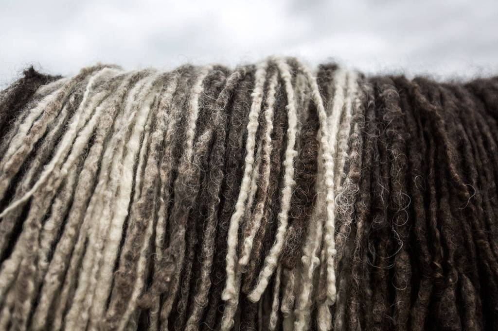 Rielleys dreadlocks, also known as cords, cross his back. (Olivia Vanni / The Herald)
