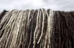 Rielleys dreadlocks, also known as cords, cross his back. (Olivia Vanni / The Herald)