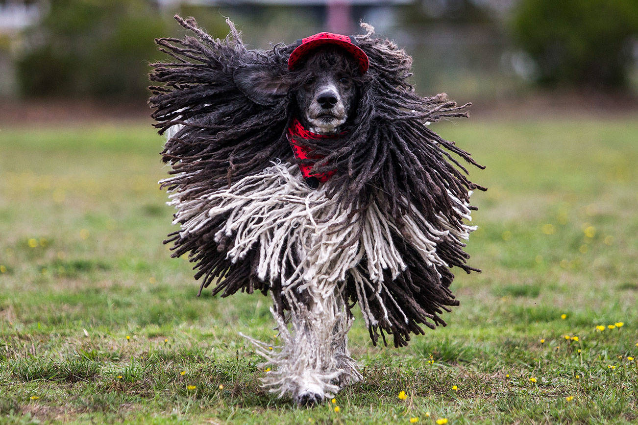 He's a chill dog with dreadlocks — unless Led Zeppelin's playing