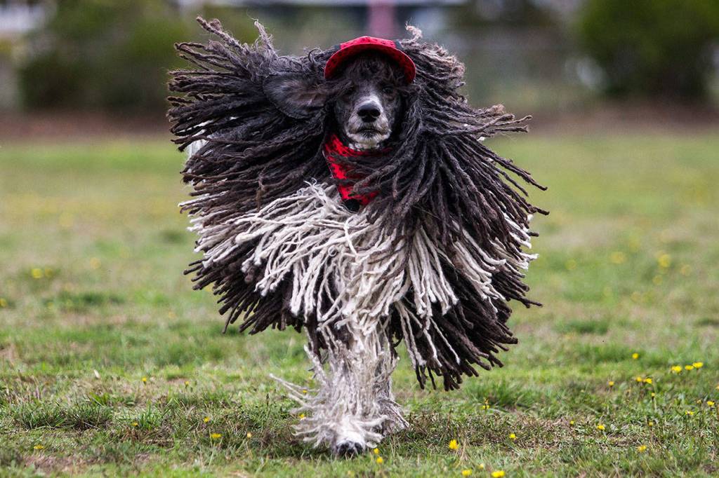 Rielley, a 7-year-old standard poodle, runs at Freeland Park on Whidbey Island. Owner Laurie Cecil, a pet groomer by trade, spends 10 hours a week doing the dogs hair. She says it is therapeutic for both her and Rielley. He is her service dog and she takes him everywhere. (Olivia Vanni / The Herald)