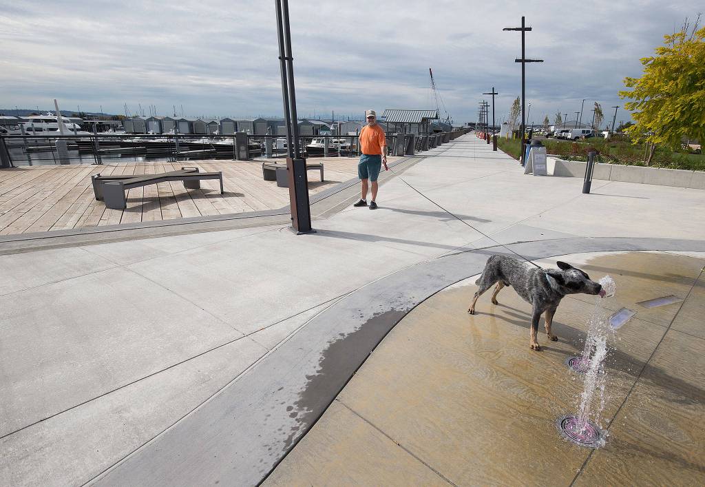 Pepper takes a drink from the new water fountain display while on a walk with his owner, Mike Williams, at the Port of Everett on Wednesday in Everett. The Boats Afloat Show, which has been held on Seattles South Lake Union for some 30 years, is relocating to the Port of Everett next fall. (Andy Bronson / The Herald)