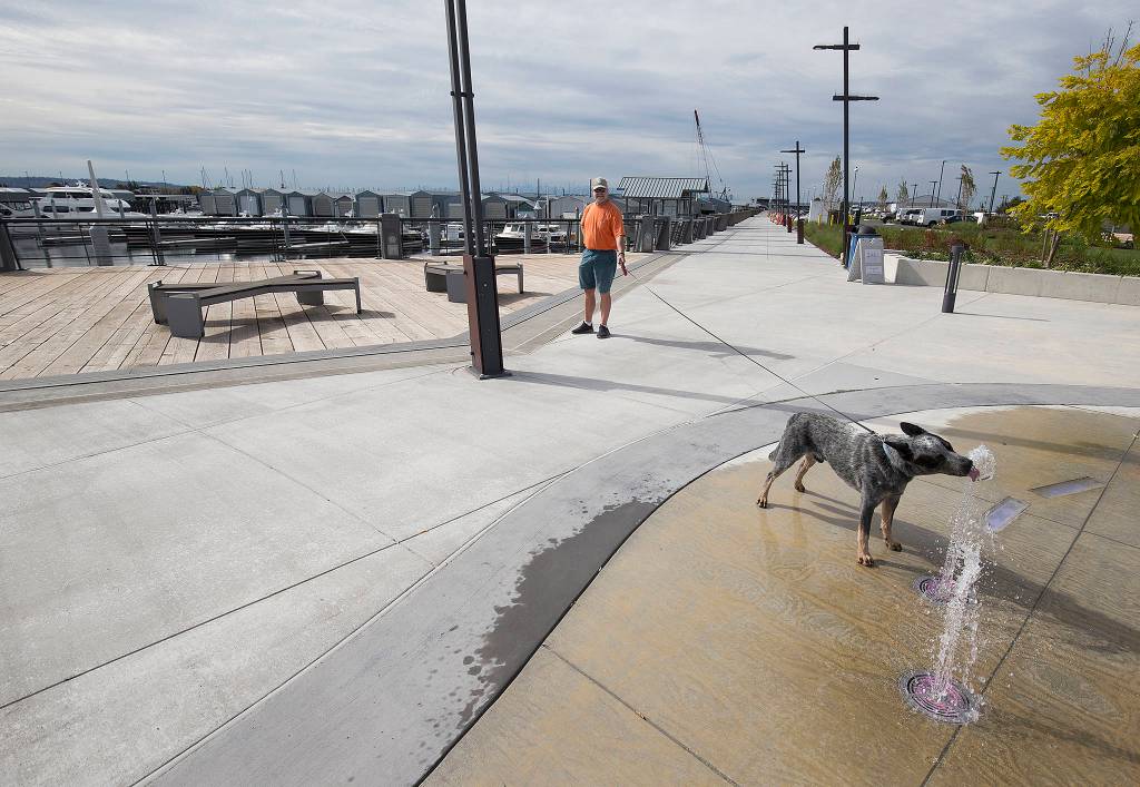 Pepper takes a drink from the new water fountain display while on a walk with his owner, Mike Williams, at the Port of Everett on Wednesday in Everett. The Boats Afloat Show, which has been held on Seattles South Lake Union for some 30 years, is relocating to the Port of Everett next fall. (Andy Bronson / The Herald)
