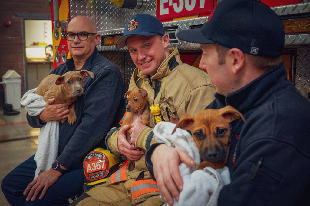 Left to right: South King Fire and Rescue members Dean Fuller, Cory Freeborn and David Mataftin supply some cuddles for Resilient Hearts Animal Sanctuary rescue puppies on Jan. 8. Photo courtesy of Gordon Fox