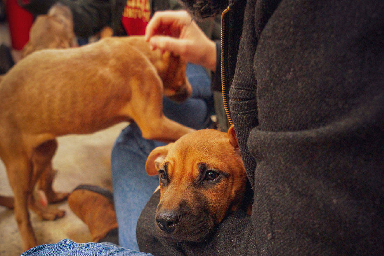 South King Fire helps local animal rescue with puppy transport