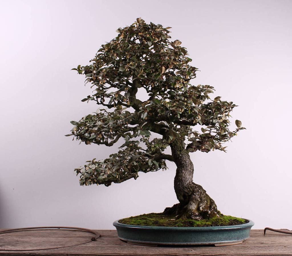 Silverberry bonsai tree. Photo courtesy of Pacific Bonsai Museum